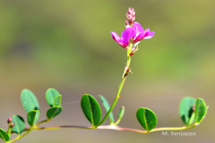 Indigofera dalzellii